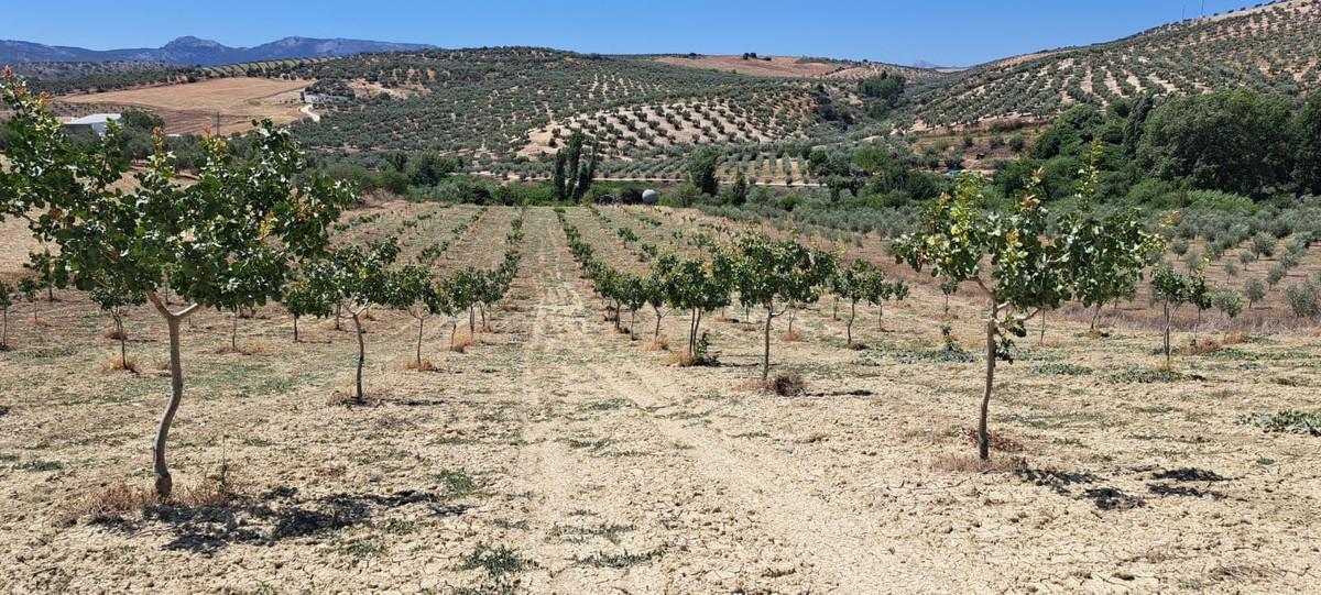 Plot Land in Ca&ntilde;ete la Real