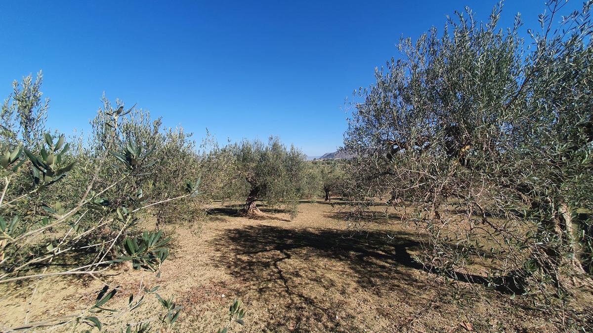 Plot Land in Alhaurín el Grande