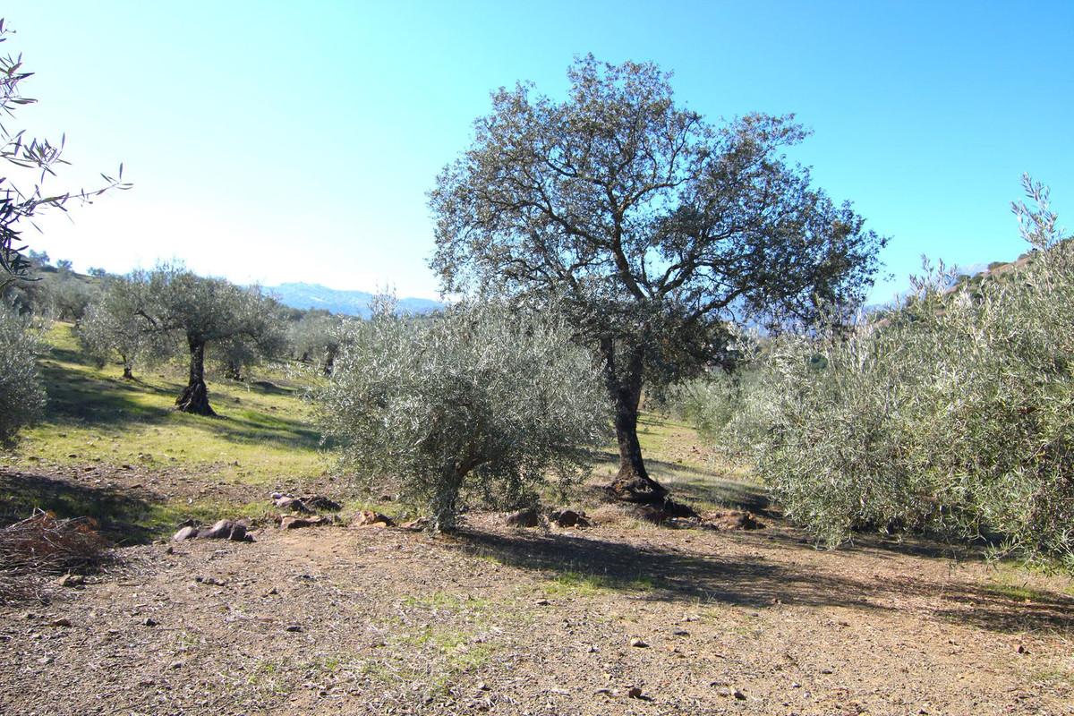 Plot Land in Coín