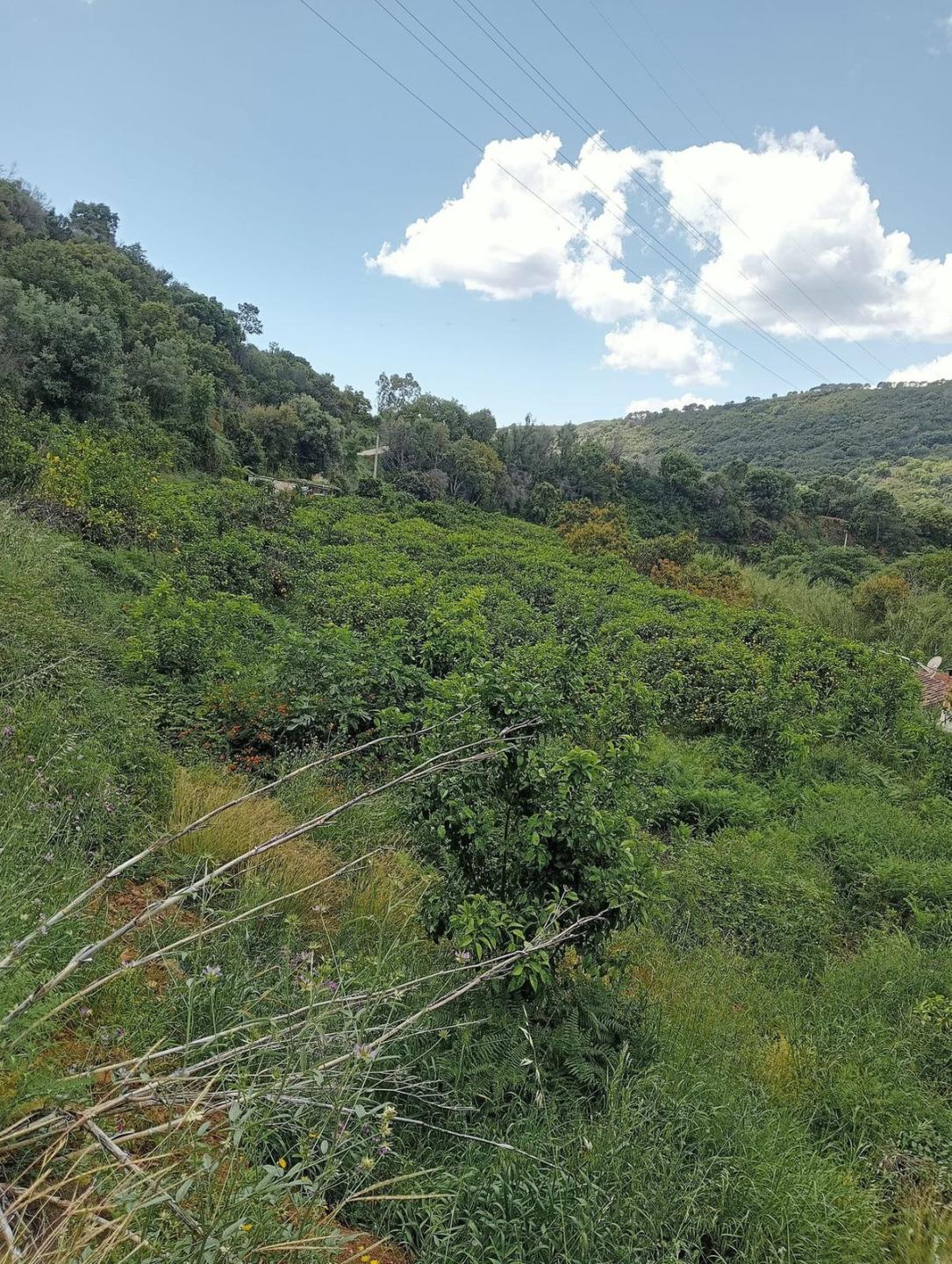 Plot Land in Estepona