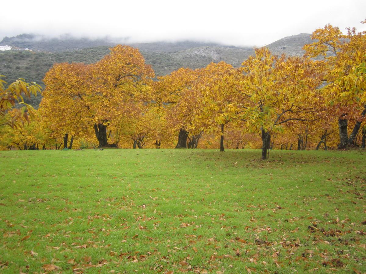 Villa Finca in Jubrique