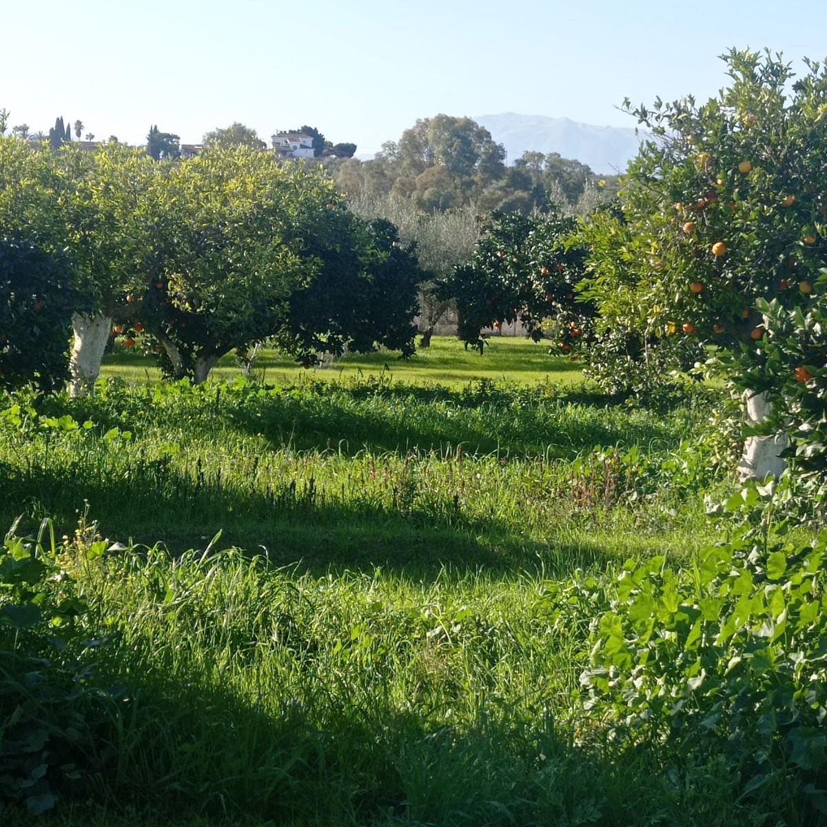 Plot Land in Alhaurín el Grande