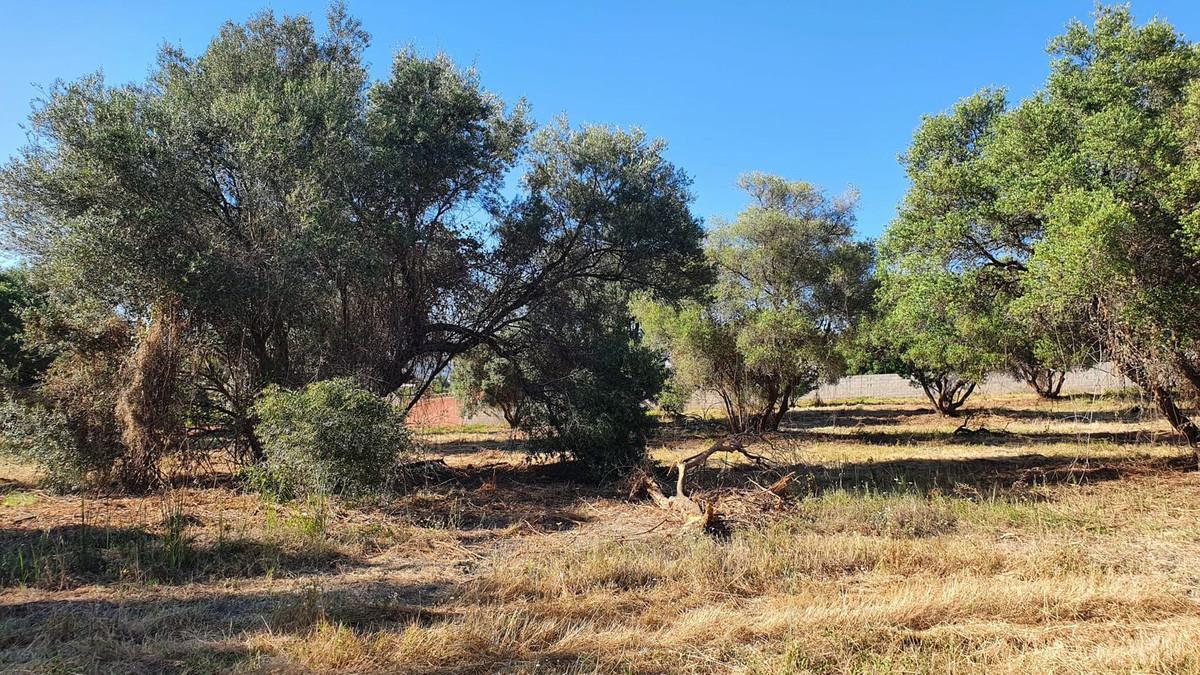 Plot Land in San Pedro de Alcántara