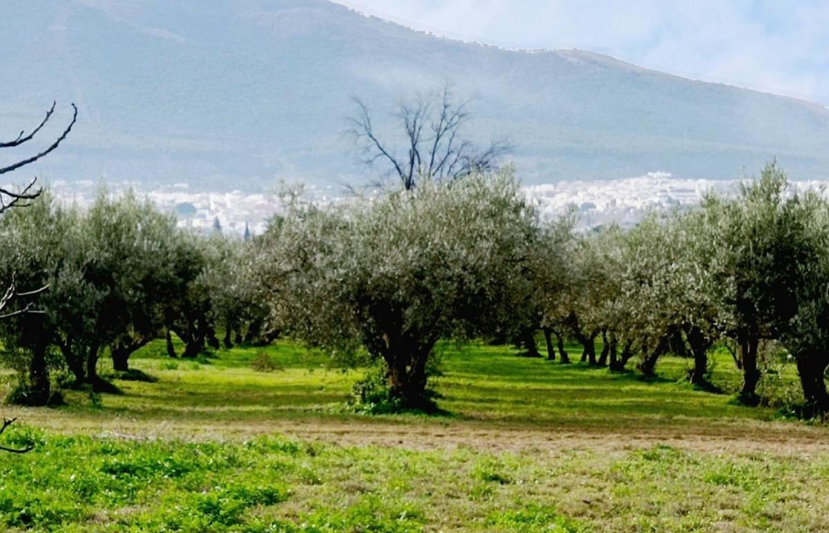 Plot Land in Alhaurín el Grande