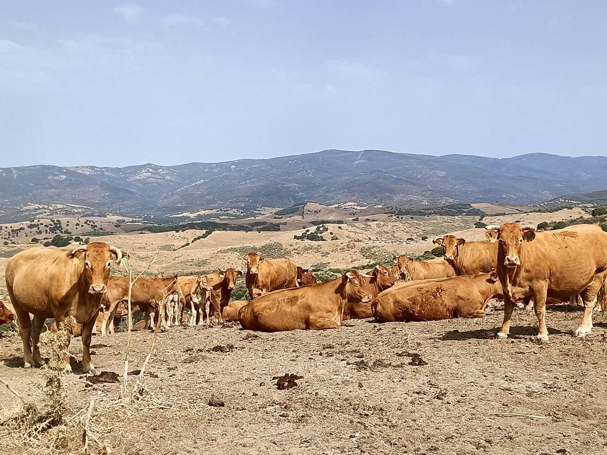 Commercial Farm in Gauc&iacute;n