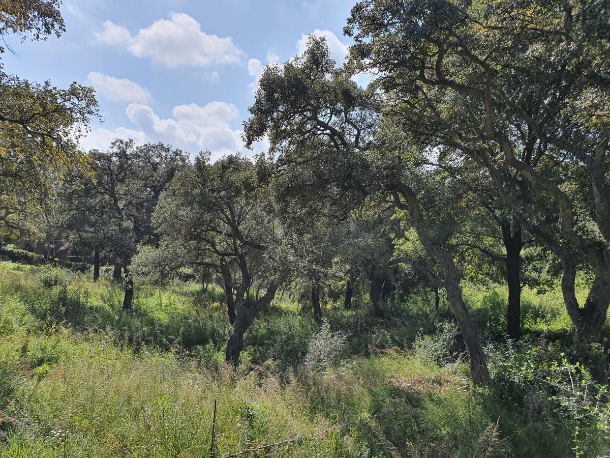 Plot Residential in Sotogrande Alto
