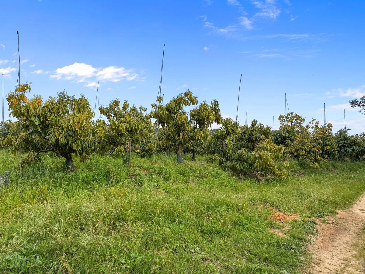 Villa Detached in Sotogrande