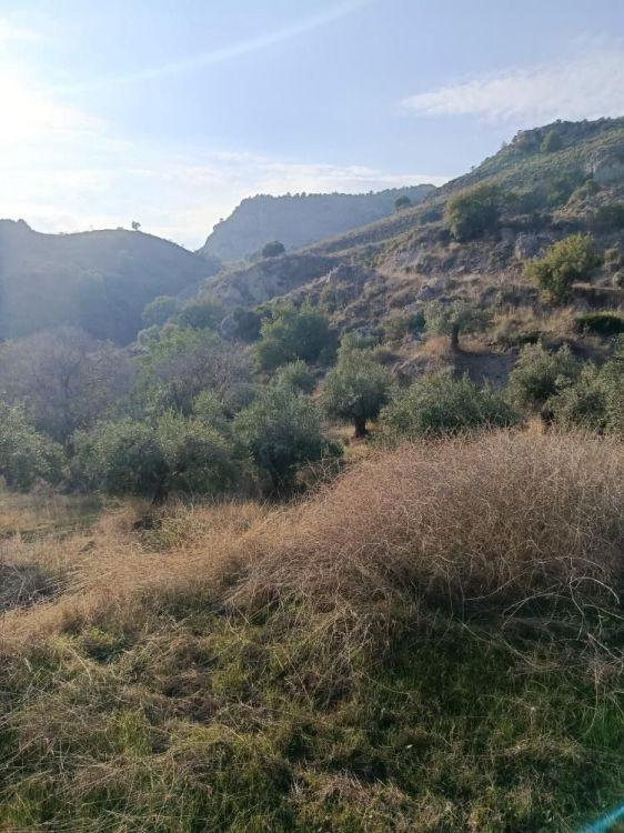 Plot Land in Alora