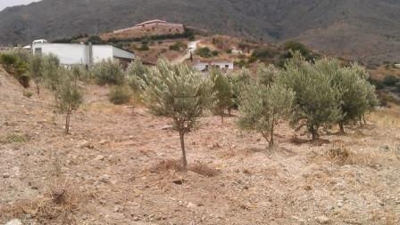 Plot Land in Estepona