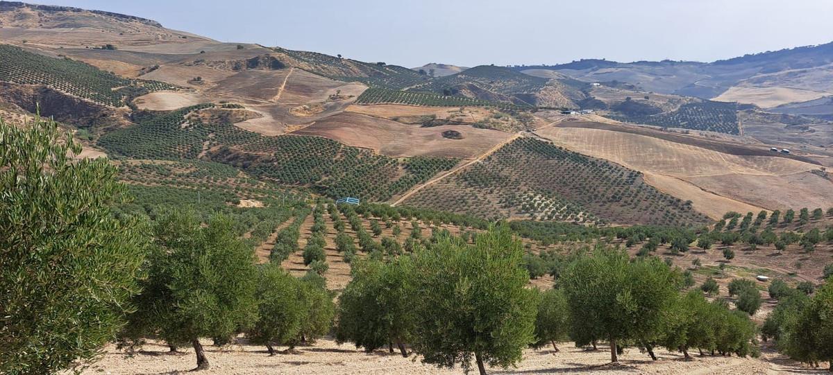 Plot Land in Ronda